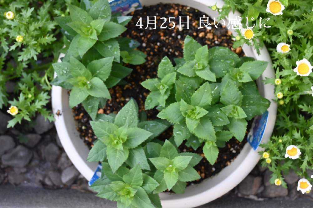 桔梗を球根から咲かせよう💜🤍💗｜🍀GreenSnap（グリーンスナップ）