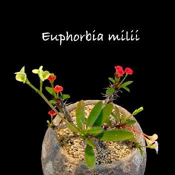 Euphorbia miliiの画像 by ronさん | 小さな庭とEuphorbia miliiと花麒麟と100均サボ