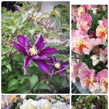 パンビオの画像 by あきこさん | 小さな庭とシエルブリエと紫色の花とクレマチス♬とお家園芸とパンビオと花いろいろと可愛いと小花と小花好きとクリーピング タイム❇︎