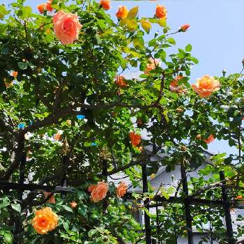 良い天気の画像 by 合歓の木さん | バラとぶらり散歩♡と良い天気と❤️M.family❤️と花のある暮らしと可愛い♡とさわやか♡