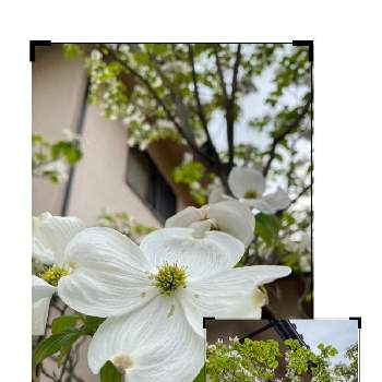 強い花の画像 by さっちゃんさん | 玄関とハナミズキと強い花と医療従事者に感謝を込めてと癒されてと平和を願うと白い花と花が好きとラブリーな花と地植え
