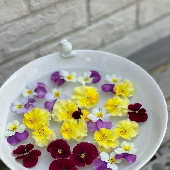 フローティングフラワーの画像 by gdnaさん | ビオラと赤い花と紫の花と黄色の花とフローティングフラワー