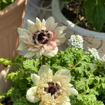 アネモネ・アンアリスの画像 by gdnaさん | アネモネ・アンアリスと鉢植えと開花