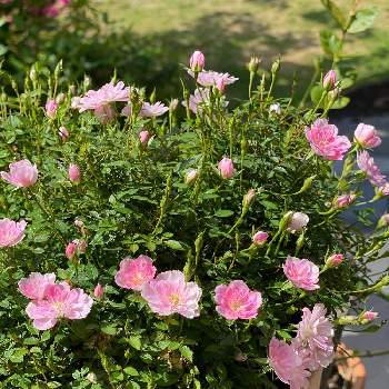 極小輪ミニバラ 姫乙女の画像 by gdnaさん | 極小輪ミニバラ 姫乙女と鉢植えと開花とピンクの花とバラ 鉢植え