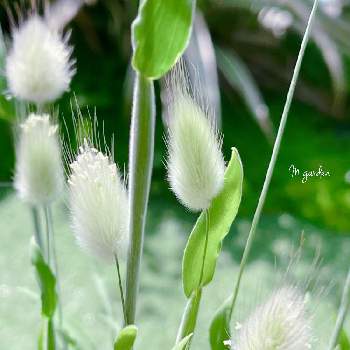 バニーテールの画像 by mayumiさん | 小さな庭とバニーテールとラグラスバニーテールとラブリー♡とマイガーデンとhappy♡とマイガーデン♡とお庭の植物とバニーテール♡とラグラスバニーテール✨と可愛いと癒し♡ともふもふ♡