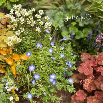 クモマグサ☆の画像 by ゆかぴさん | 小さな庭と寄せ植えと小花会と癒しと青い花と ネモフィラと可愛いと花のある暮らしとクモマグサ☆