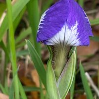 アヤメ,花壇,ガーデニング,山野草,アヤメ科の画像