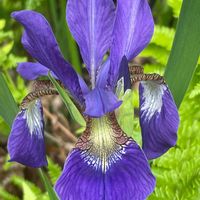 アヤメ,花壇,ガーデニング,山野草,アヤメ科の画像