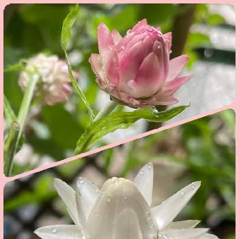 みどりのまとめの画像 by rinmegさん | 小さな庭とヘリクリサム（ムギワラギク）とヘリクリサムといつもありがとう♡と種からとピンク❤︎ピンクとカワイイ♡とみどりのまとめとお花で元気に〜と平和を願う☆とお花のある生活
