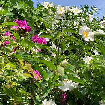 ナニワイバラ開花の画像 by ミワさんさん | 小さな庭とナニワイバラ開花とばら バラ 薔薇と丈夫な花が好きとピンクの花とオオムラサキツツジ。とガーデニングと白い花