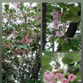 ベビーリーフ,100均,種まき,100均DIY,賃貸の画像