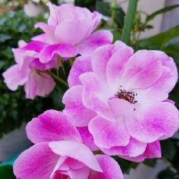 バラの新苗の画像 by akisakura8さん | 広い庭とブリリアント・ピンク・アイスバーグとピンク❤︎ピンクとバラの新苗とはじめての栽培とピンクワールドへ ようこそ