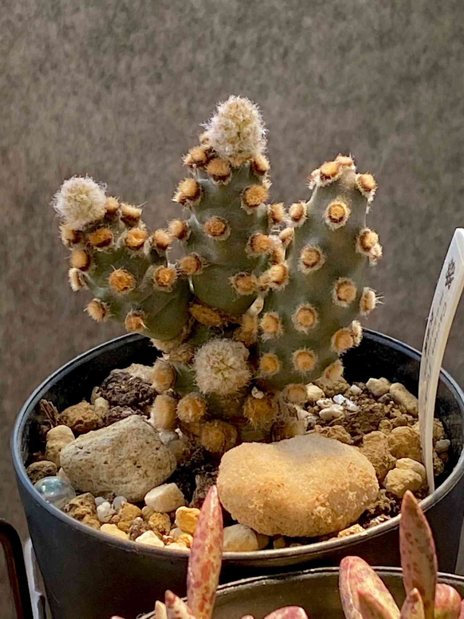 テフロカクタス 妖鬼殿の一覧｜🍀GreenSnap（グリーンスナップ）