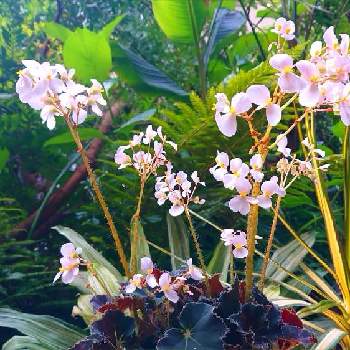 カレーリーフの画像 by botanicallifeさん | バルコニー/ベランダと根茎性ベゴニアニューファッションとカレーリーフと根茎性 ベゴニアと根茎性ベゴニアとレックスベゴニア☘️