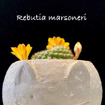 カクタス広瀬の画像 by ronさん | 小さな庭とRebutia marsoneriと金簪丸(キンサンマル)とカクタス広瀬