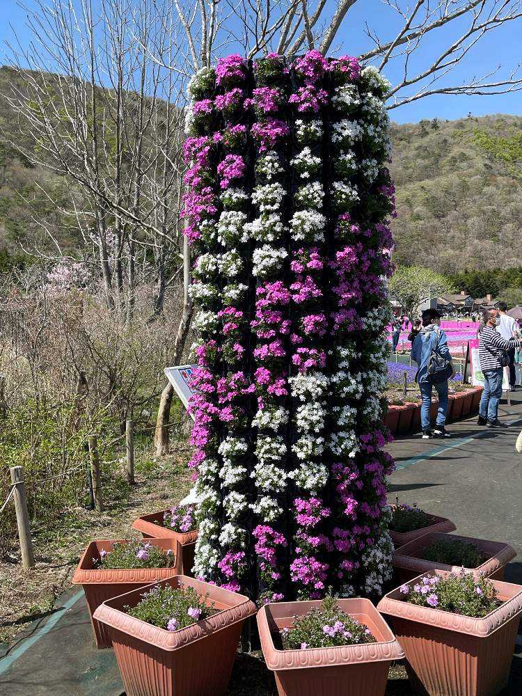 22 4 25 富士芝桜祭 Greensnap グリーンスナップ