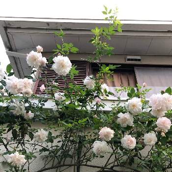 写真は難しいなの画像 by ぶうちゃんさん | ツルバラとピンクの花とお家園芸とツルバラ☆と白い花と写真は難しいな