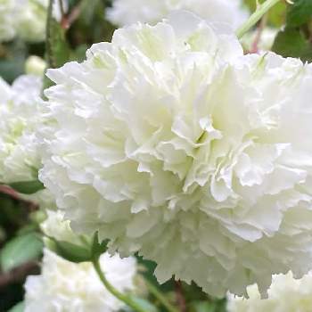 花木が好きの画像 by モッチさん | 玄関とトキンバラと白い花が好きと花木と花木が好きと花のある暮らしと白い花