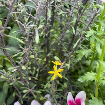 コロキア・コトネアスターの画像 by tamagopanさん | 小さな庭とガーデンシクラメン　ファンタジアとコロキア・コトネアスターと寄せ植えと花のある暮らしと楽しく暮らす