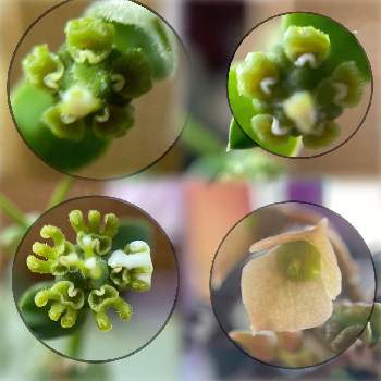 ユーフォルビア デカリーの投稿画像一覧 Greensnap グリーンスナップ