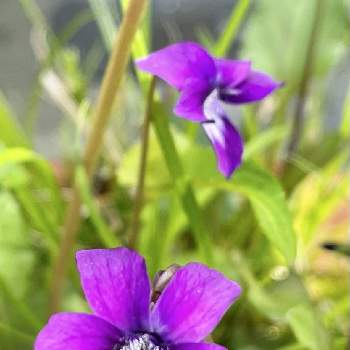 スミレの画像 by みっちゃんさん | 小さな庭と スミレと可愛い花とミッチの会と紫のスミレと花のある暮らしと小さな花