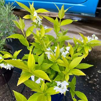 海外限定 ヒメウツギ ライムシャンデリア 蕾た くさん 大きめ株 植えっぱなしokです 植物 観葉植物 インテリア 住まい 小物 Belvtor By