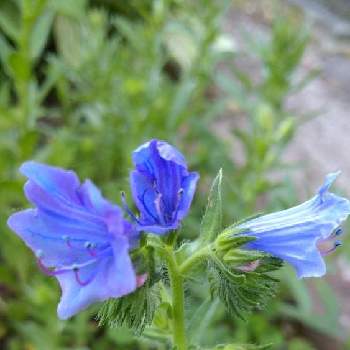 エキウムの花の画像 by TaniHiroさん | 小さな庭とエキウムと開花とブルーと癒しときれいと成長と爽やかとガーデニングとお花のある生活とこぼれダネと地植えとグラデーションとかわいい♡と青色の花とエキウムブルーベッダーと大きくなぁれとエキウムの花