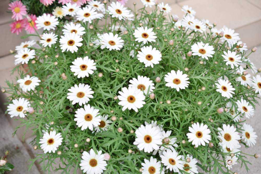 マックスマムMAX成長記録🌱｜🍀GreenSnap（グリーンスナップ）