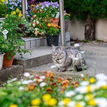 ネコの画像 by お散歩まえちゃんさん | 小さな庭とネコとニャンコ