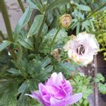 ラナンキュラスラックス ヘスティアの一覧 Greensnap グリーンスナップ