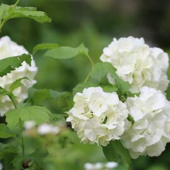 ビバーナム　スノーボールの画像 by 球根の中にはさん | 白い花とビバーナム　スノーボールと外は白い花