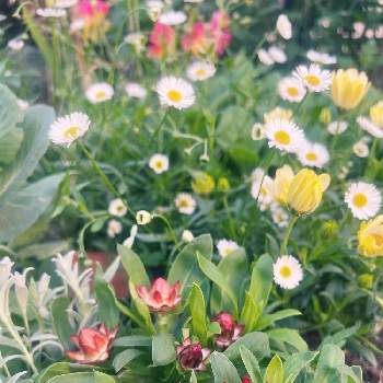 サントリー コロロの投稿画像一覧 Greensnap グリーンスナップ