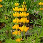 黄花ルピナスの一覧 Greensnap グリーンスナップ 黄花ルピナスの一覧 Greensnap グリーンスナップ