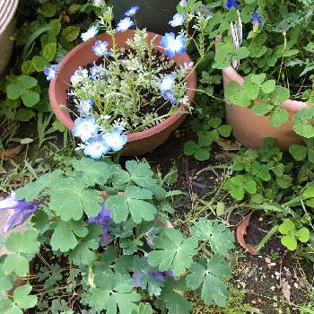 ブルークローバー♡の画像 by guchanさん | 小さな庭と春の庭とおうち園芸と ネモフィラとブルークローバー♡と花のある暮らしとブルーの花とミヤマオダマキ♪