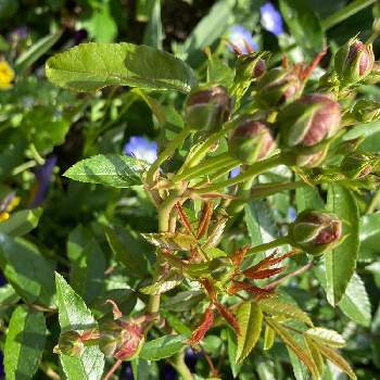 スプレーバララディッシュの投稿画像一覧 Greensnap グリーンスナップ