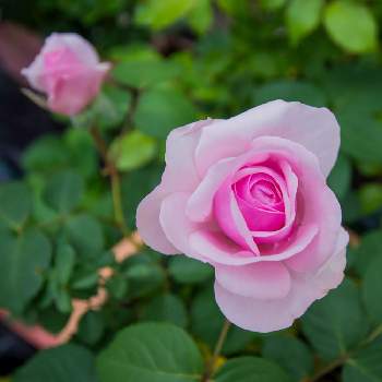 オリビアローズオースチンの画像 by けーけーさん | 小さな庭とオリビアローズオースチンとGS映えとおうち園芸と花のある暮らしとばら 薔薇 バラとバラ・ミニバラ