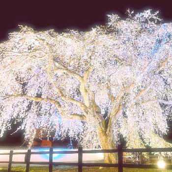 夜桜の画像 by かぶさん | お出かけ先と道南と枝垂れ桜♡と桜満開と桜フォトコン2022と夜桜