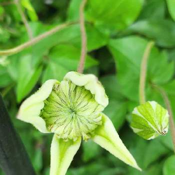 クレマチスの投稿画像一覧 Greensnap グリーンスナップ