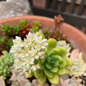 初めて✨の画像 by ki-yo2さん | 春萌と多肉植物と初めて✨とうちの庭と寄せ植えと可愛いと小さい花と白い花