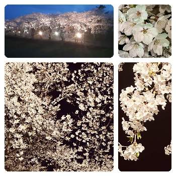 夜桜の画像 by かぶさん | お出かけ先と道南と桜満開と桜フォトコン2022と夜桜と北斗市桜回廊と北海道