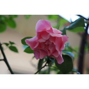スパニッシュビューティの画像 by 我楽多さん | 小さな庭とバラとスパニッシュビューティとOLY 17mm F1.2とOLYMPUS　OM-1と箱庭に咲く花4月