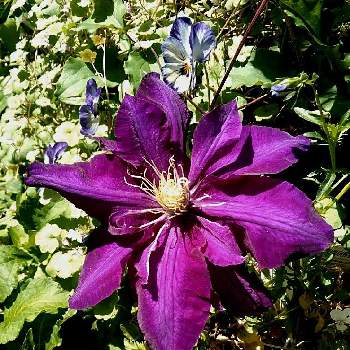慢性植中毒の画像 by ミミさん | 小さな庭とクレマチス　穂高と紫色の花とおうち園芸と慢性植中毒とツル性植物と園芸植物