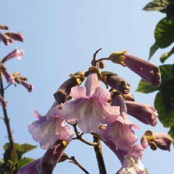 桐の花の画像 by 栗 かのこさん | お出かけ先とキリ(桐)と桐の花と花木と薄紫色の花と桐タンス