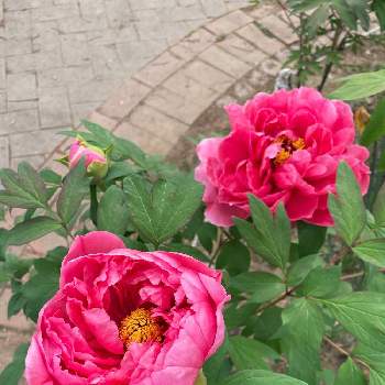 ボタン科の画像 by selinaさん | 牡丹と春のお花とピンクの花とボタン科と赤紫の花と牡丹の花とピンクのお花と花のある暮らしとお散歩と海外暮らし