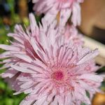 クレピス モモイロタンポポ の一覧 Greensnap グリーンスナップ