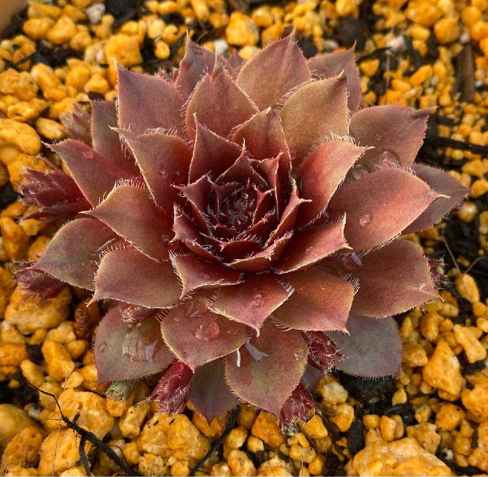 センペルビウム ジュエルケースの成長記録2025.4.17更新｜🍀GreenSnap