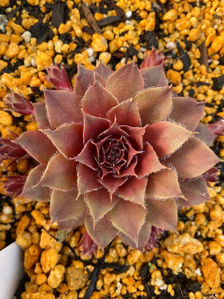 センペルビウム　ジュエルケース センペルビウム ジュエルケースの成長記録2025.4.17更新｜🍀GreenSnap