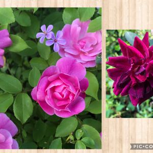 ヒメフウロ,バラ ルイ14世,ばら バラ 薔薇,バラ チャイナローズ,月月粉(ユエユエフェン)の画像