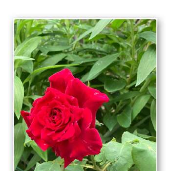 雨の日にの画像 by 里はんさん | 緑のある暮らし♡と真紅のバラと雨の日にと花のある暮らしと美しいお花とスマホで撮影