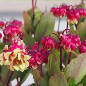 ベル型の花の投稿画像一覧 Greensnap グリーンスナップ